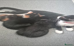 British Shorthair cats for sale: 🐾Two Adorable Kittens🐾 - Image 4