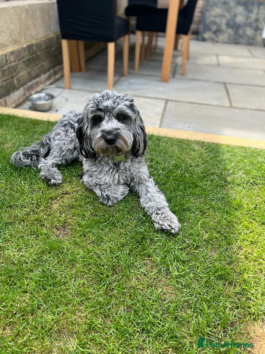 Cockapoo dogs for stud: F1 proven Blue Merle Cockapoo for stud in Aylesford - Advert 10