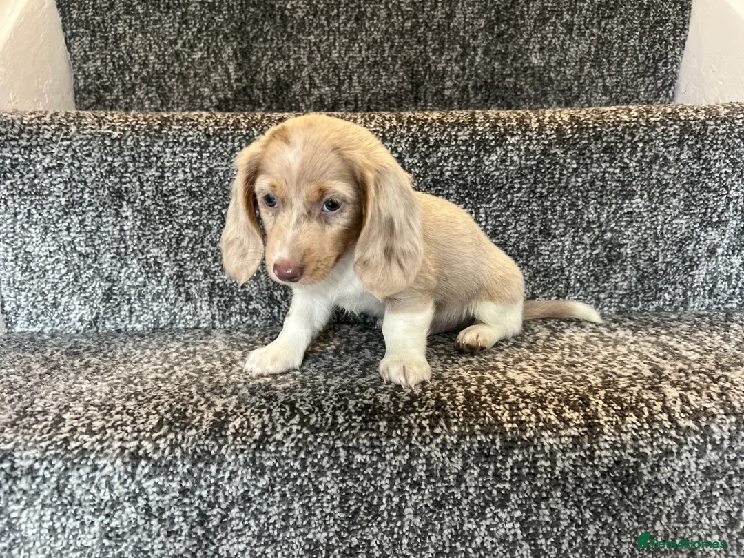 Miniature Dachshund dogs for sale: LONGHAIRED MINIATURE DAXIES READY NOW - Advert 16