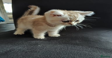 British Shorthair cats - Advert 2