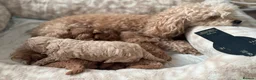 Toy Poodle dogs for sale: Stunning KC Toy poodle puppies.DNA health tested - Advert 1