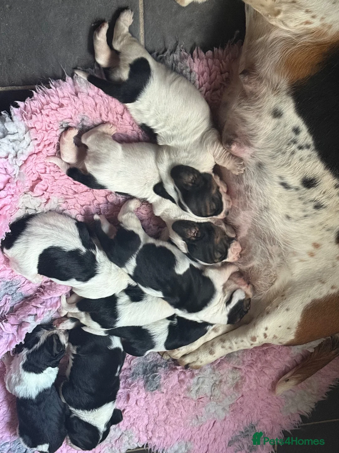Basset Hound dogs for sale: Tri colour Bassethound puppies - Advert 3