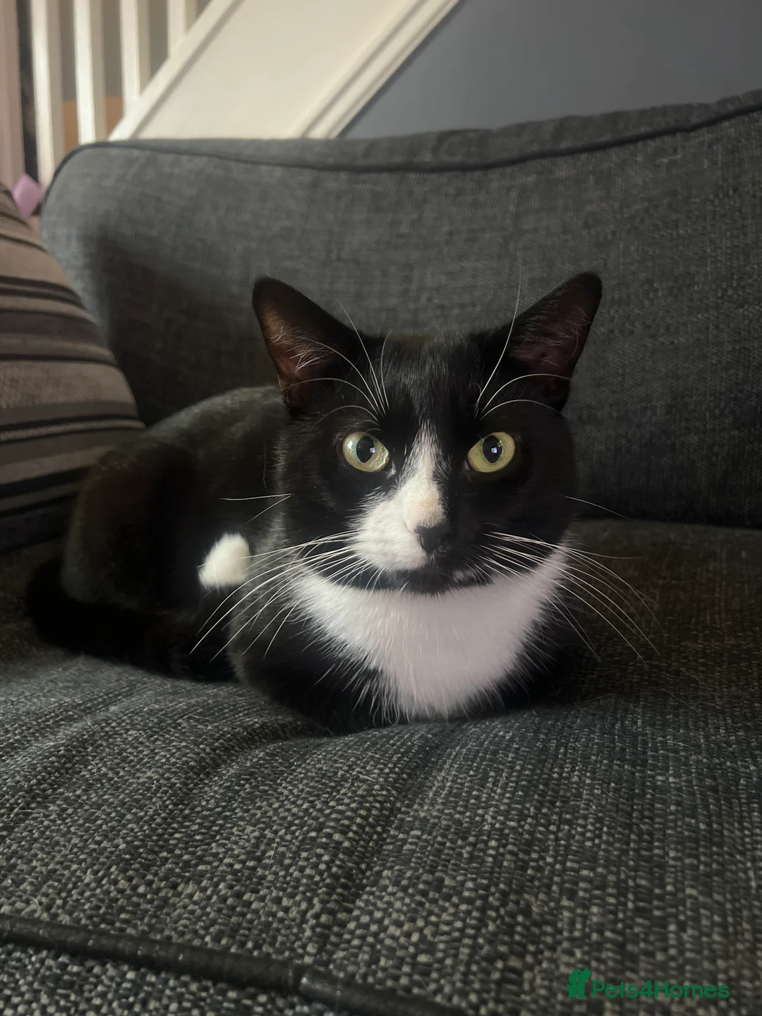 Mixed Breed cats for sale: Male cat (Finn) Female (pixie) - Advert 2