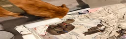 Mixed Breed dogs for sale: Presa cross dogue de Bordeaux  - Advert 3