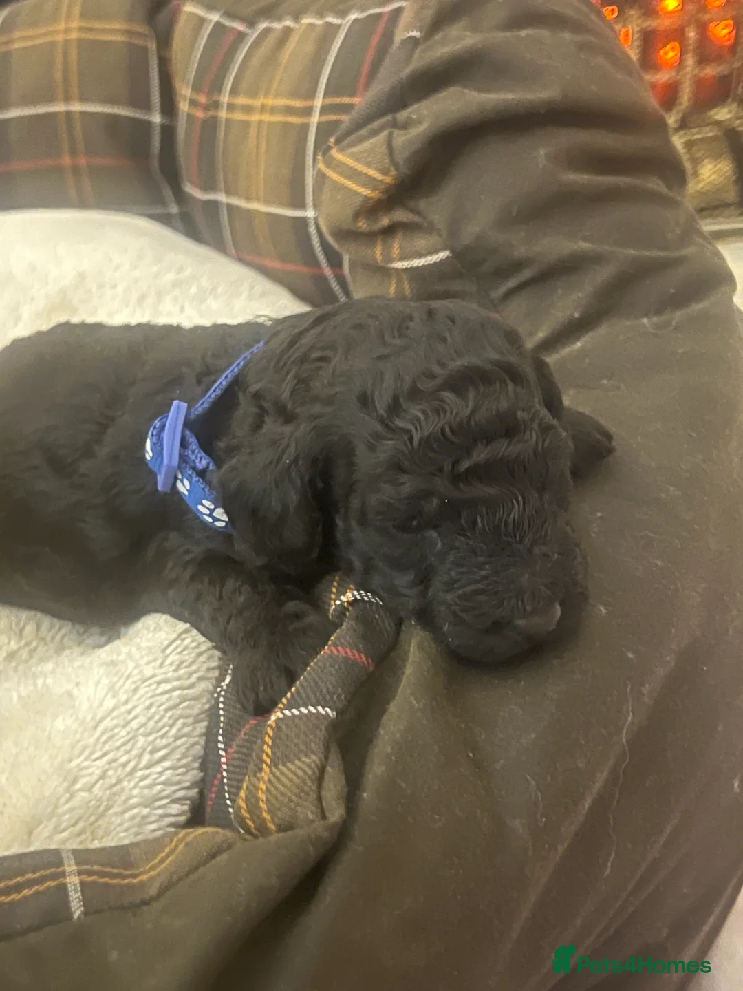 Poodle dogs for sale: 🐶🐶🐶TOY POODLES for sale🐶🐶🐶 - Advert 20