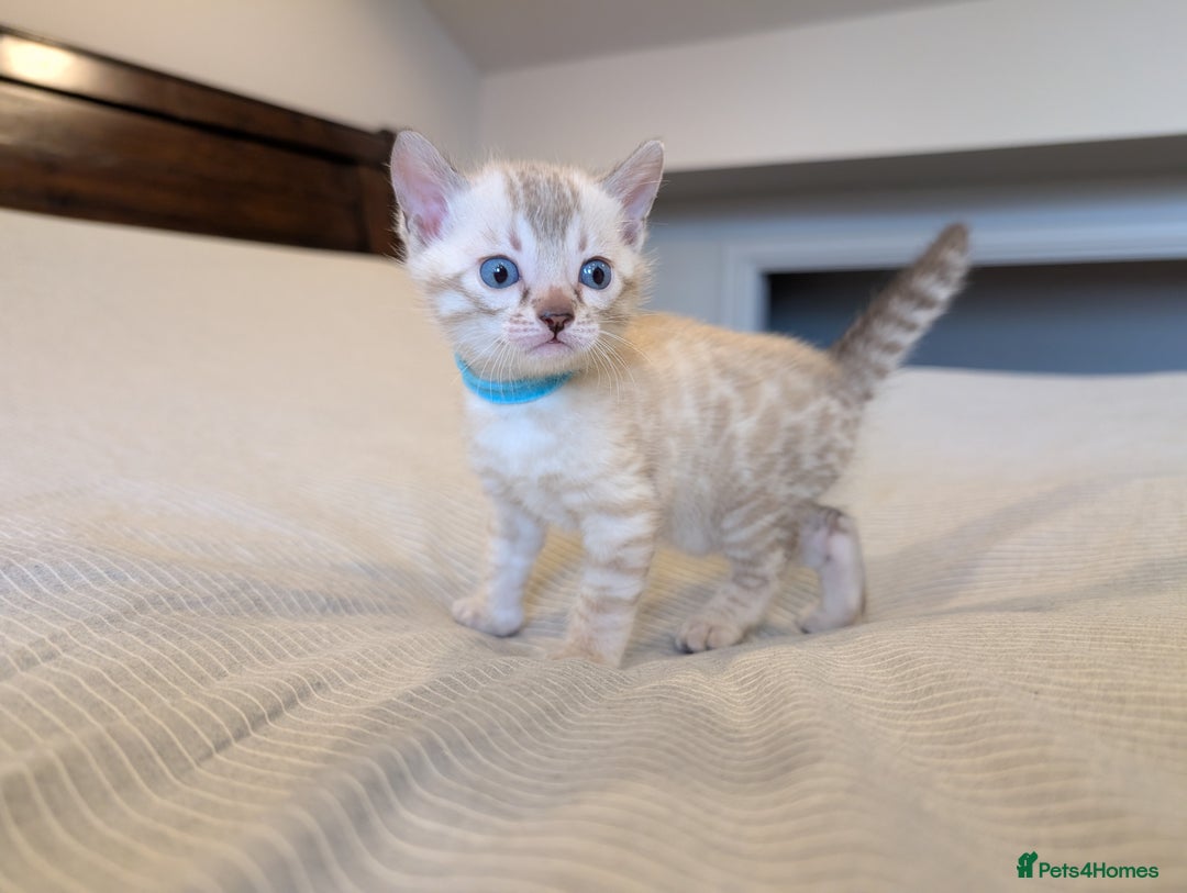 Bengal cats for sale: 🖤🤎 Gorgeous Bengal Kittens 🤎🖤 - Image 2