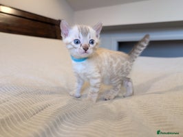 Bengal cats - Advert 4