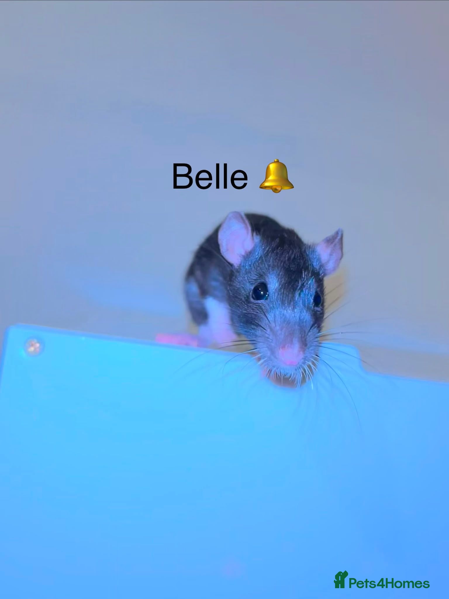 Rat rodents Beautiful baby rats  - Advert 2