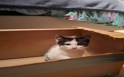 Mixed Breed cats for sale: seven funny kittens - Image 34