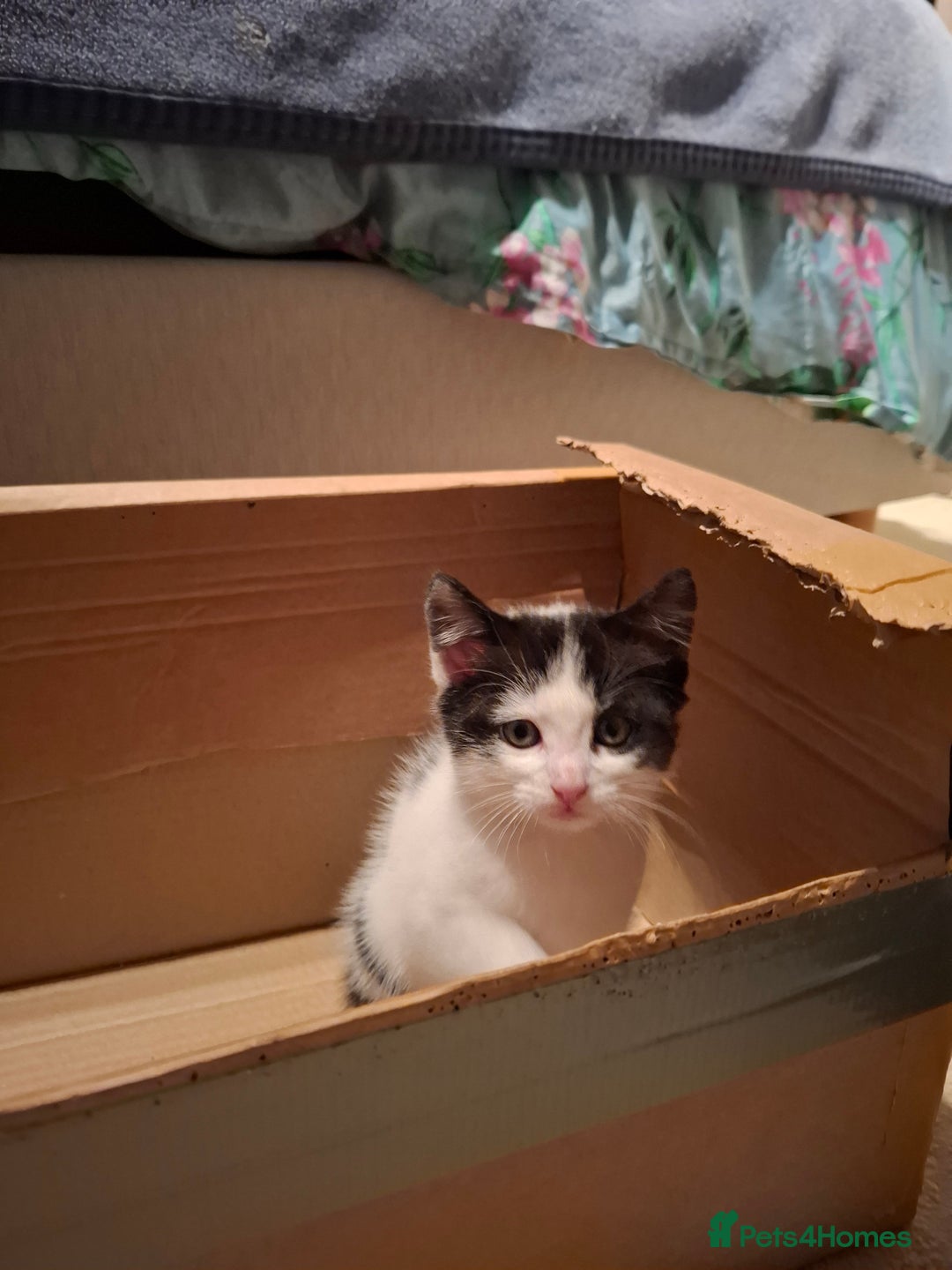 Mixed Breed cats for sale: seven funny kittens - Image 34