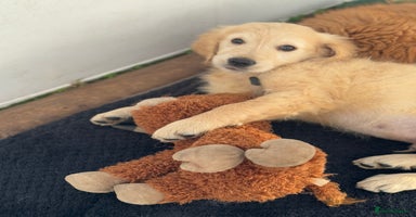 Golden Retriever dogs KC health checked outstanding temperaments  - Advert 7