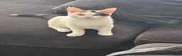 British Shorthair cats for sale: Loving Home Wanted for Ivy in Enfield - Advert 4