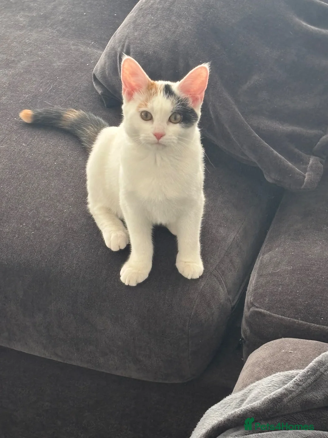 British Shorthair cats for sale: Loving Home Wanted for Ivy in Enfield - Advert 4