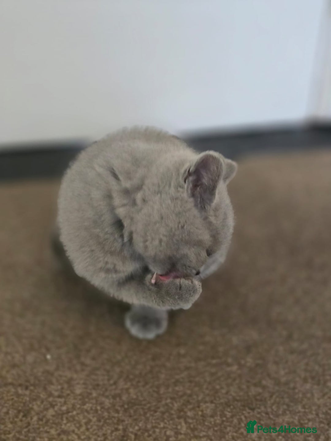 British Shorthair cats for sale: Meet Your Next Cuddle Buddy —  British Shorthair - Image 5