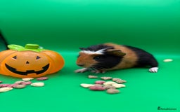 Guinea Pig rodents for sale: Beautiful female guinea pigs  - Image 1