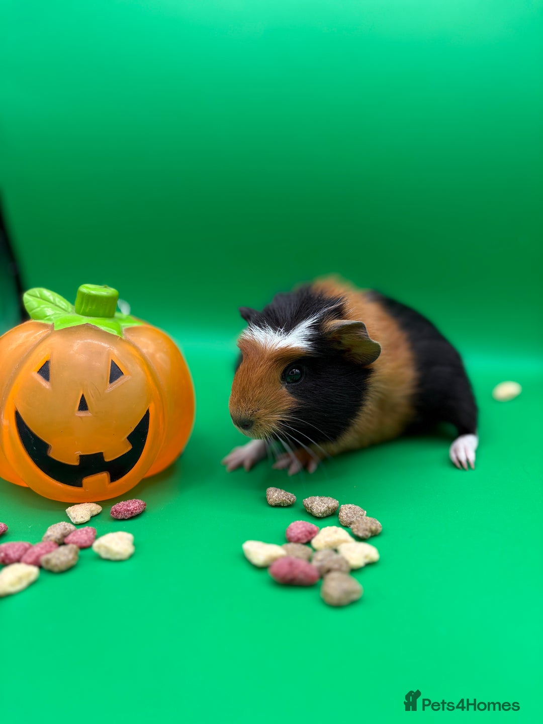 Guinea Pig rodents for sale: Beautiful female guinea pigs  - Image 1