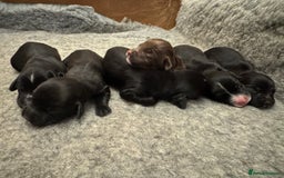 Sprocker dogs for sale: Sprocker puppies  - Image 2
