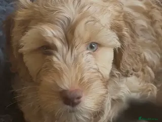 Cockapoo dogs Adorable cockapoos. Parents genetically tested. - Advert 3