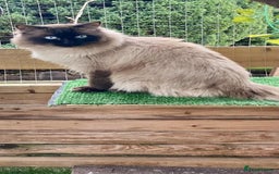 Ragdoll cats for sale: Adorable Blue Point Ragdoll Kittens - Image 21