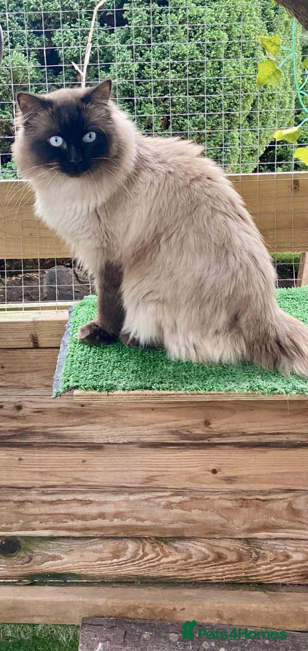 Ragdoll cats for sale: Adorable Blue Point Ragdoll Kittens - Image 21