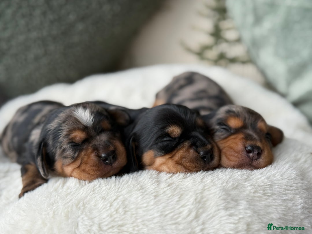 Miniature Dachshund dogs for sale: ✨Stunning kc minature wire haired dachshund✨  - Advert 13
