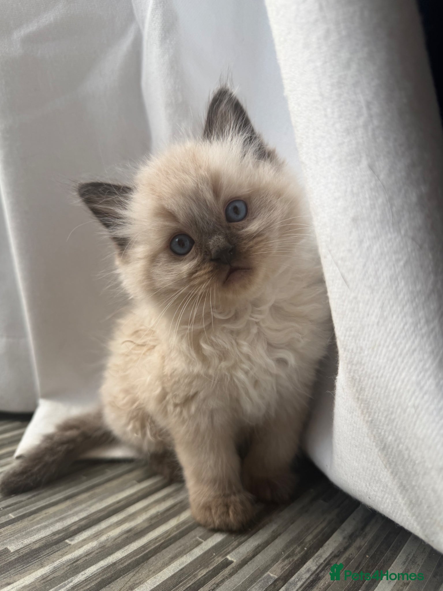 Ragdoll cats for sale: Stunning ragdoll kittens  - Advert 1