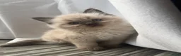 Ragdoll cats for sale: Stunning ragdoll kittens  - Advert 1