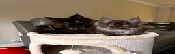 Maine Coon cats for sale: Ready Now TICA Registered Maine Coon Kittens - Advert 3