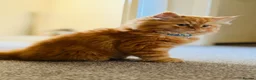Persian cats for stud: 🏆 Proven Ginger Persian Stud|Experienced|Healthy - Advert 3