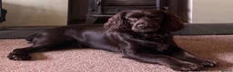 Cocker Spaniel dogs for sale: Well Bred KC Working Cockers in Chelmsford - Advert 3