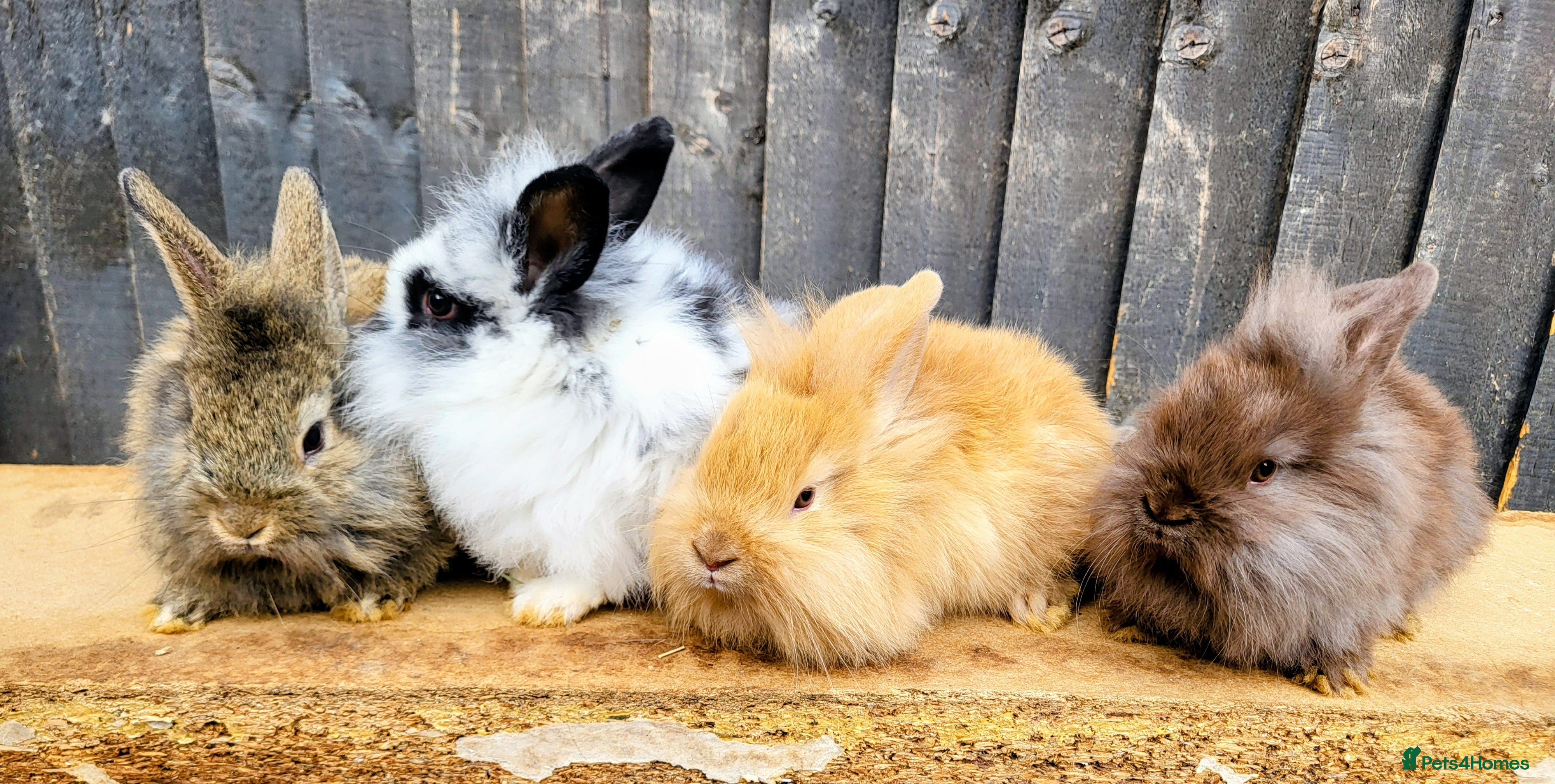 Mini Lop rabbits Mini lionlop   - Advert 18