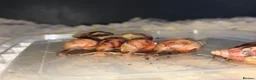 Snails invertebrates for sale: Giant African land snails ready for homes!  - Advert 10