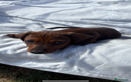 Dachshund dogs for sale: Dachshund puppies available for rehoming. - Image 10