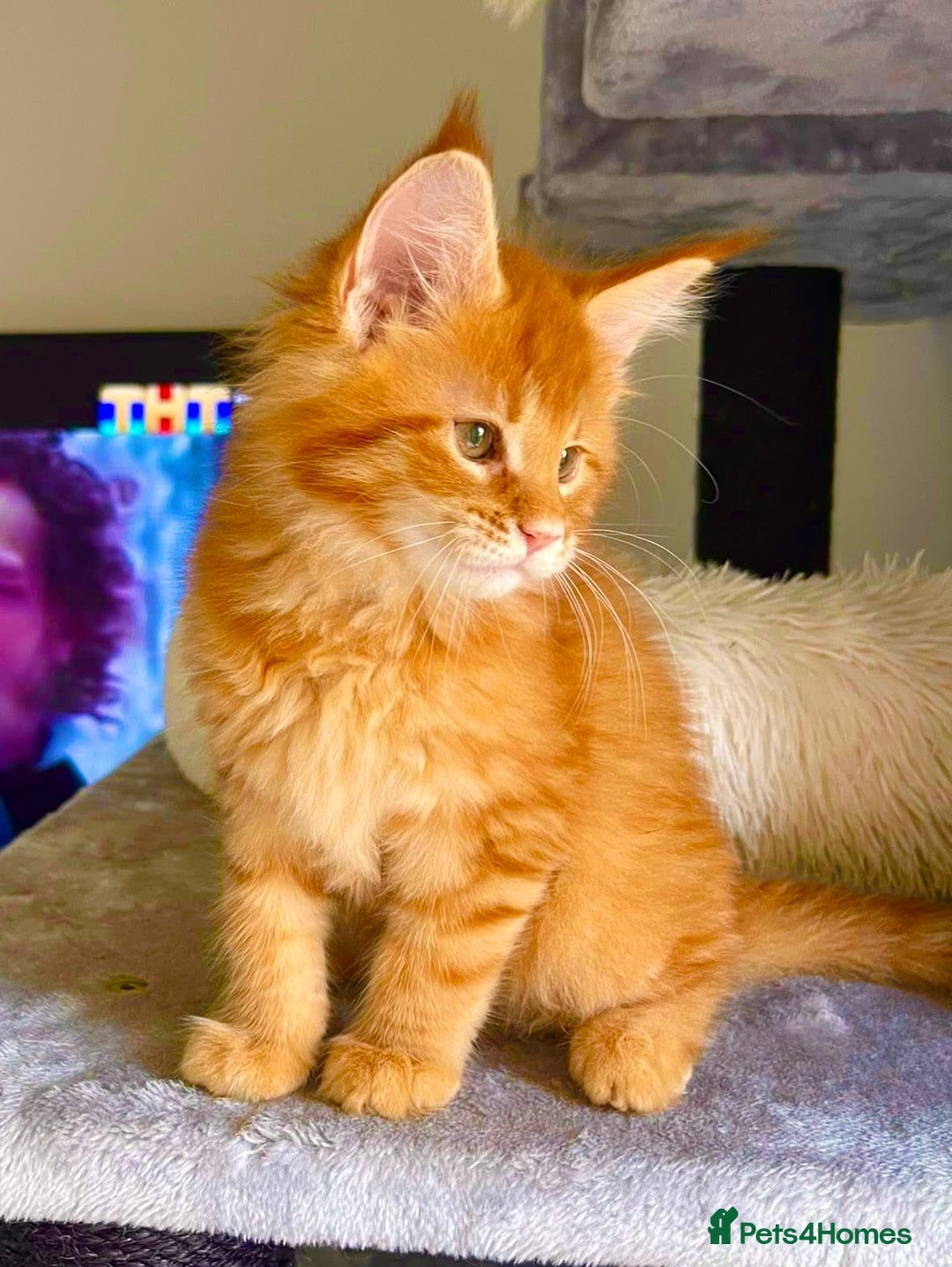 Maine Coon cats for sale: Mane Coon XXXL - Advert 6