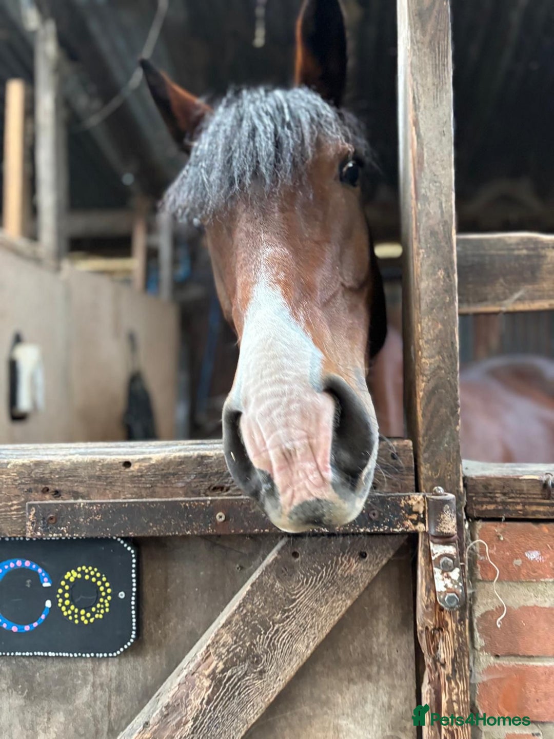 Welsh Section D horses for sale: Welsh D 15hh  Mare - Advert 5