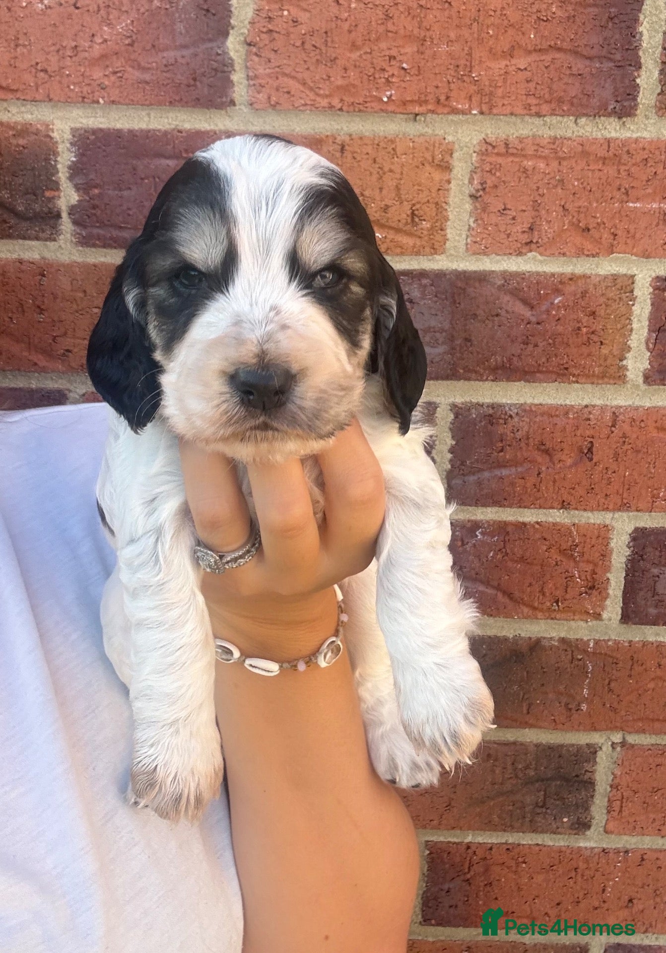 Cocker Spaniel dogs Stunning cocker spaniel puppies  - Advert 2