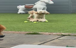 Maltipoo dogs for sale: Beautiful F1 Maltipoo puppies - Image 5