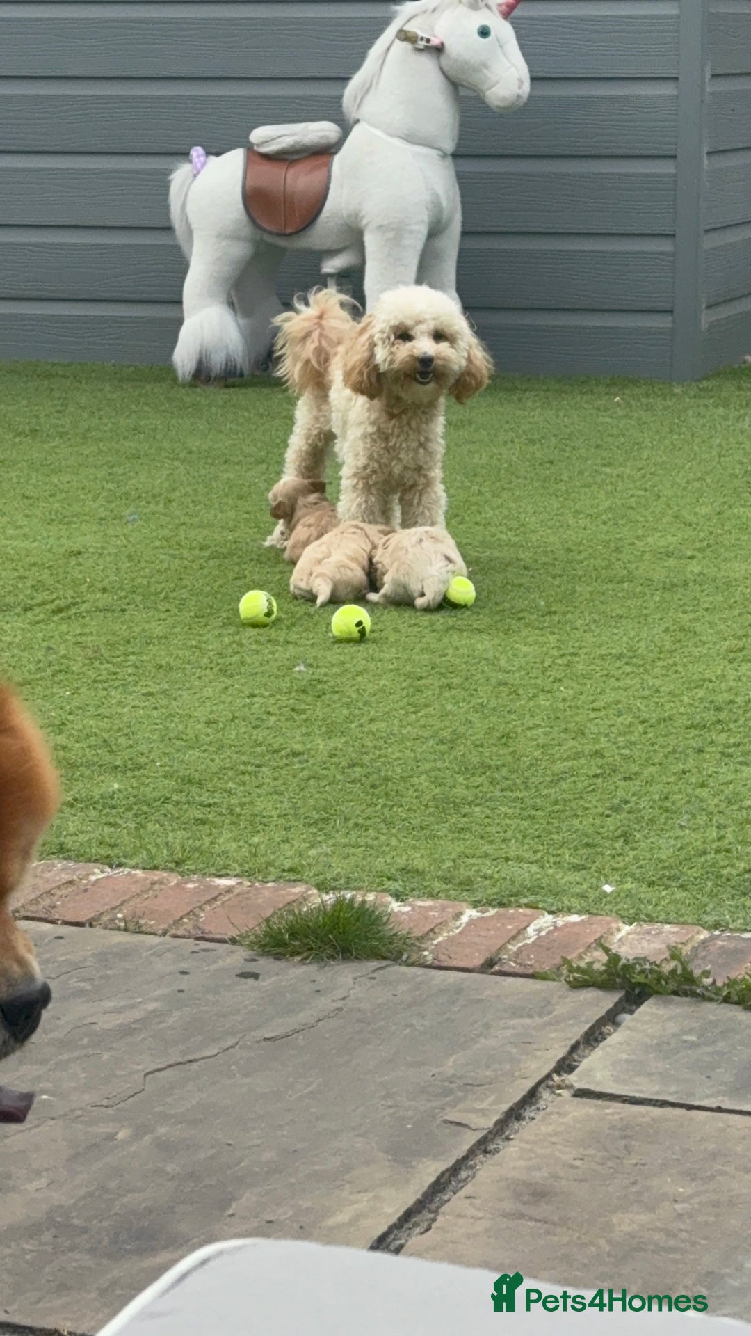 Maltipoo dogs for sale: Beautiful F1 Maltipoo puppies - Image 5