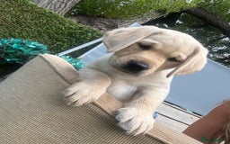 Labrador Retriever dogs for sale: 9 KC Registered White/Yellow Labrador puppies in Prestatyn - Image 14
