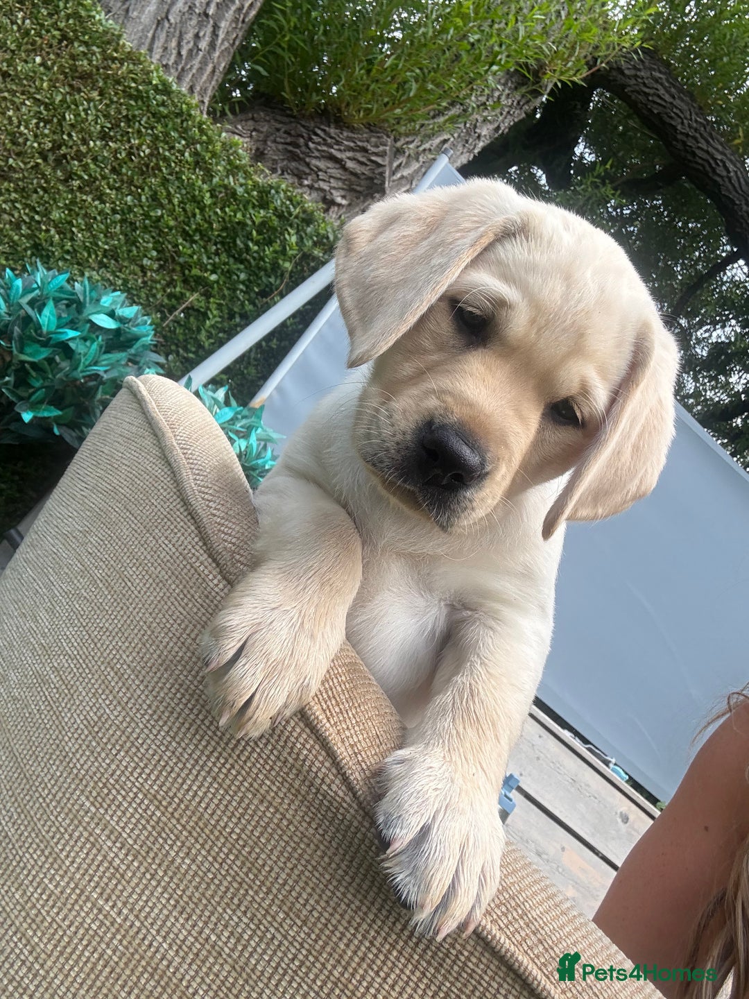 Labrador Retriever dogs for sale: 9 KC Registered White/Yellow Labrador puppies in Prestatyn - Image 14