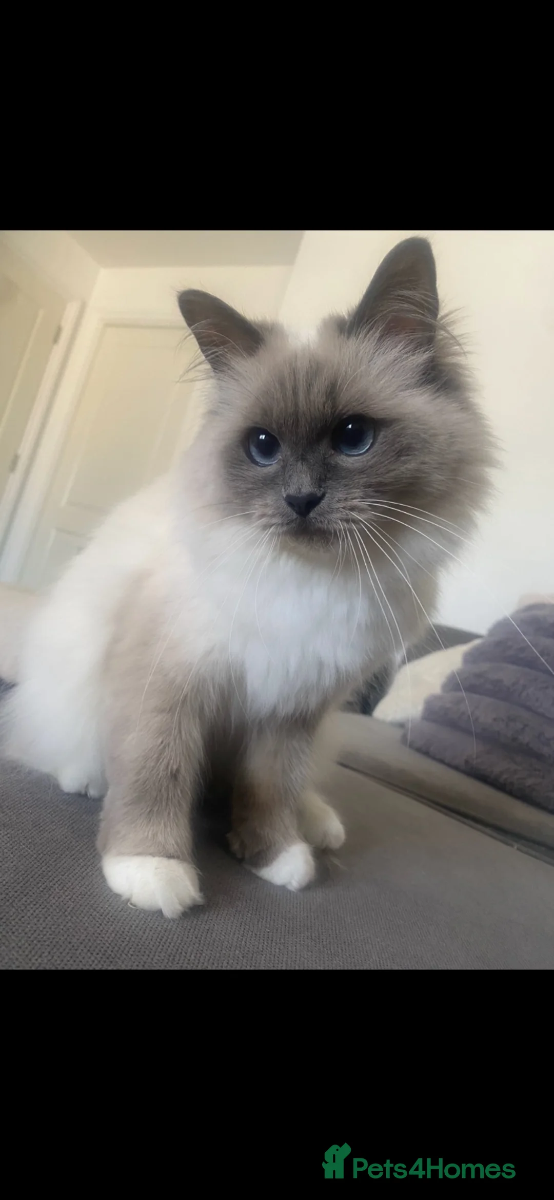 Ragdoll cats for sale: Beautiful Ragdoll - Advert 2