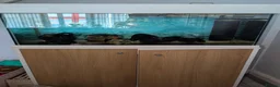 Axolotl reptiles for sale: Axolotl - Advert 6