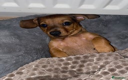 Dachshund dogs for sale: Miniature dachshund puppies  - Image 6