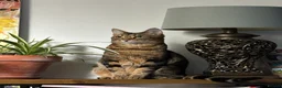 Bengal cats for stud: Stunning Female needs home  in Southampton - Advert 3