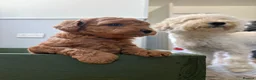 Miniature Poodle dogs for sale: Red Miniature poodle puppy🤎🐾 - Advert 12