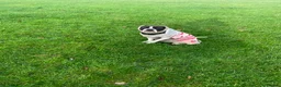 Boxer dogs for sale: I’m Amora in London - Advert 3