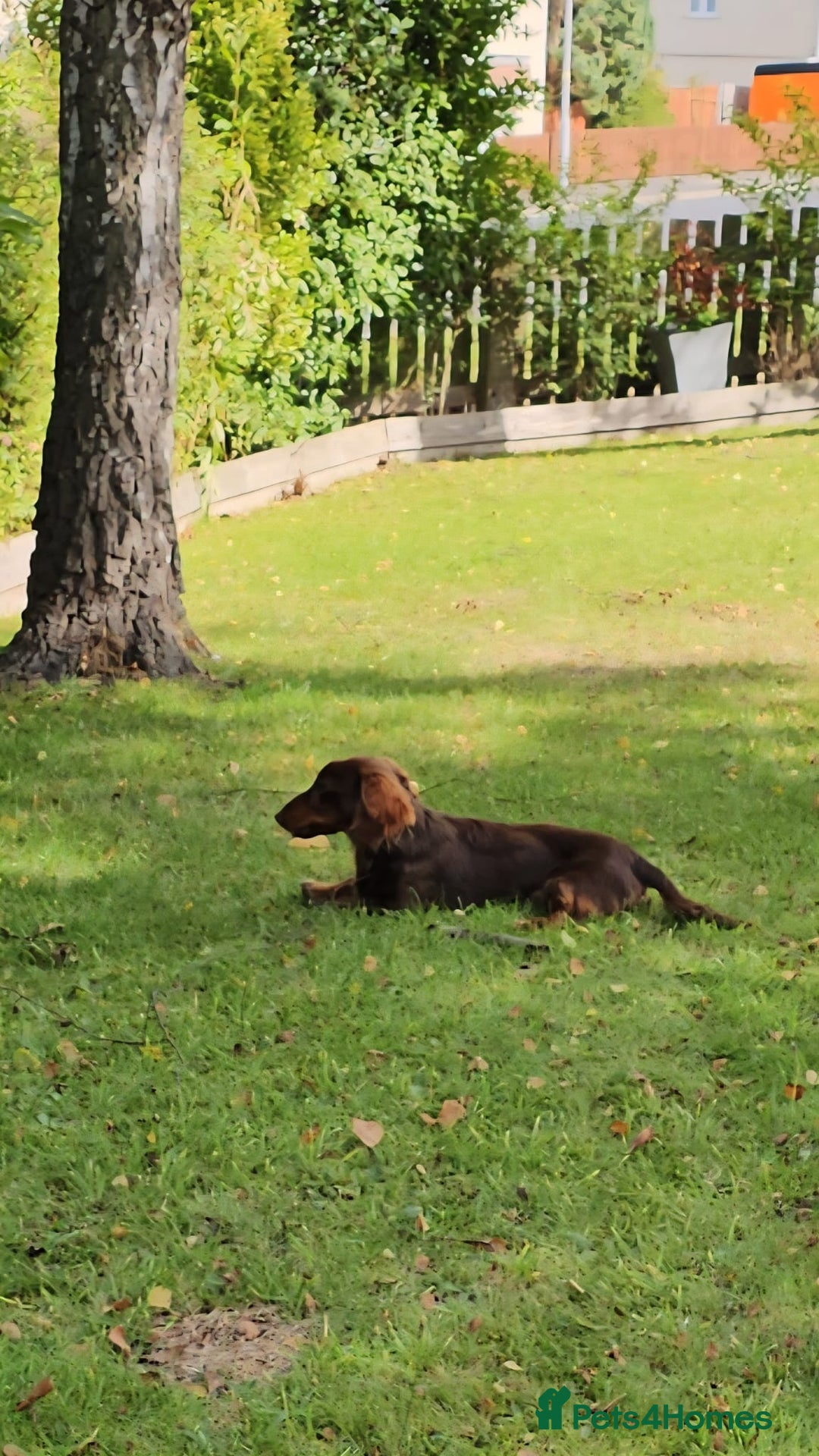 Miniature Dachshund dogs for stud: FLUFFY MINI DACHSHUND FOR STUD - Image 9
