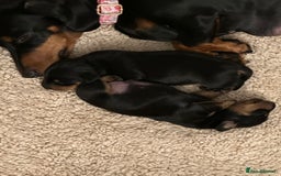 Miniature Dachshund dogs for sale: Stunning KC reg PRA clear Mini Dachshund puppies - Image 17