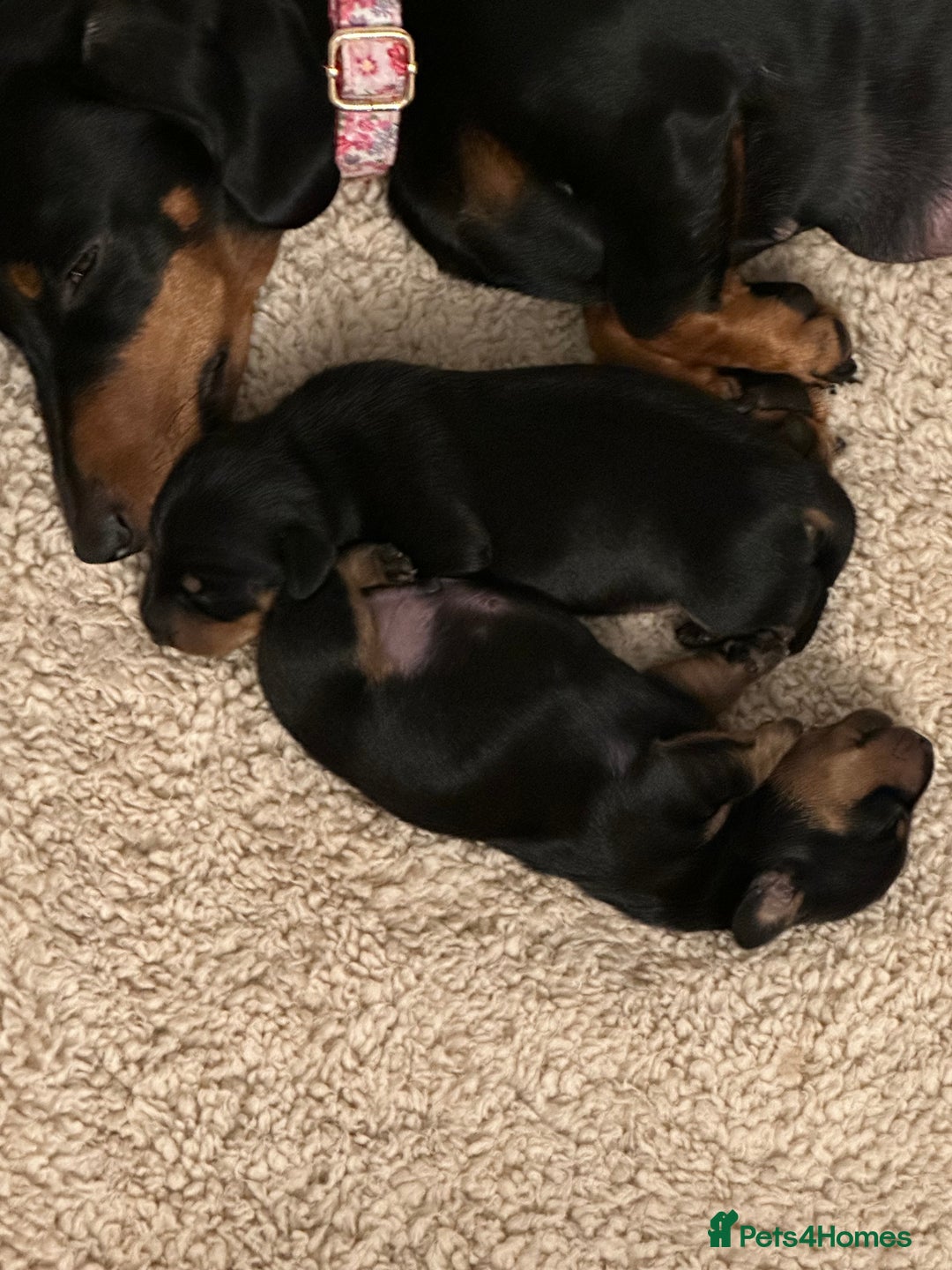 Miniature Dachshund dogs for sale: Stunning KC reg PRA clear Mini Dachshund puppies - Image 17