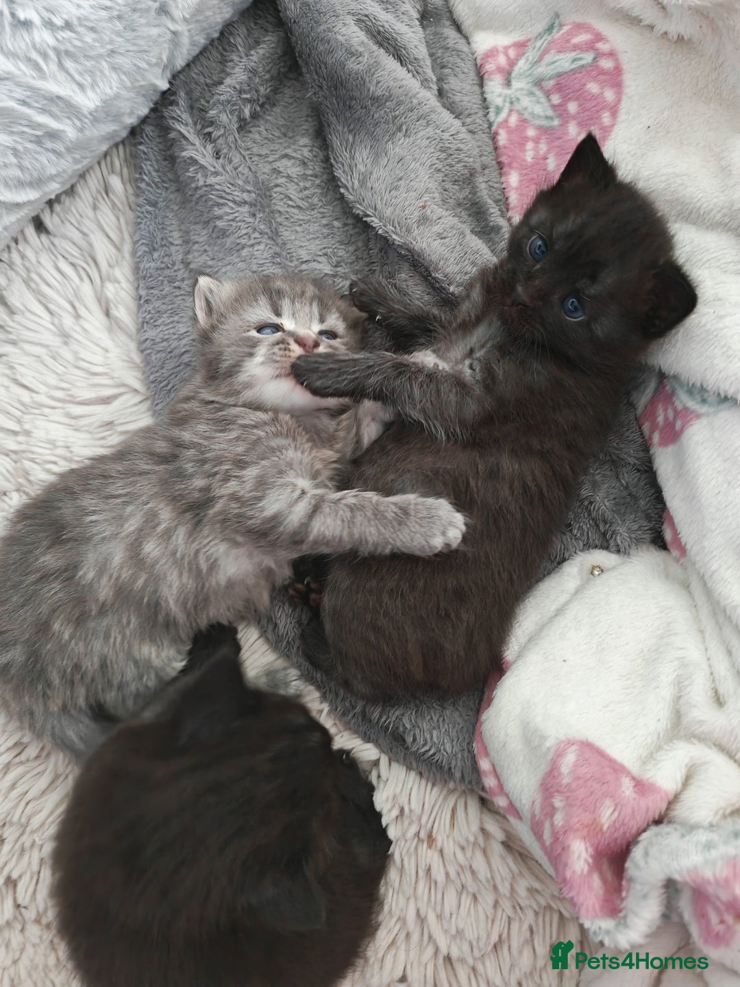 Russian Blue cats for sale: Stunning Russian blue kittens  - Advert 11